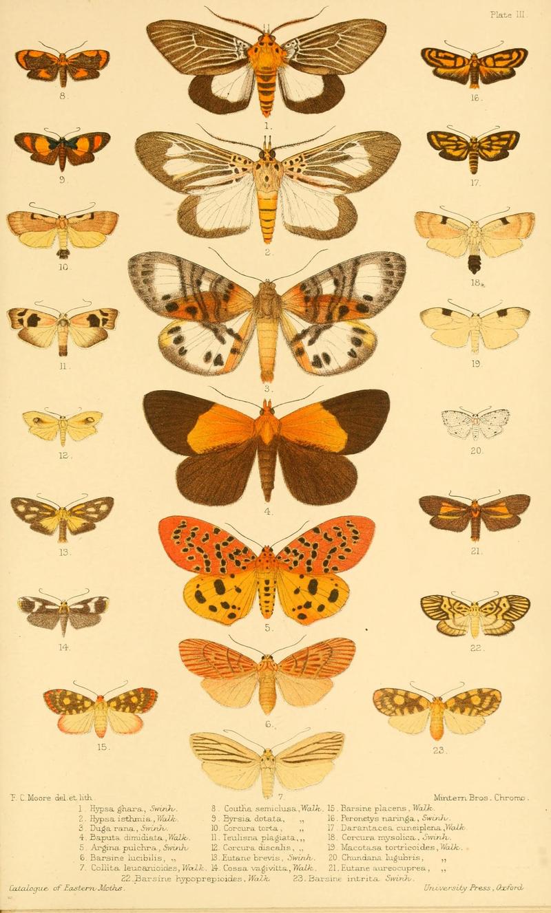 Catalogue of eastern and Australian Lepidoptera Heterocera in the collection of the Oxford University Museum BHL11077631