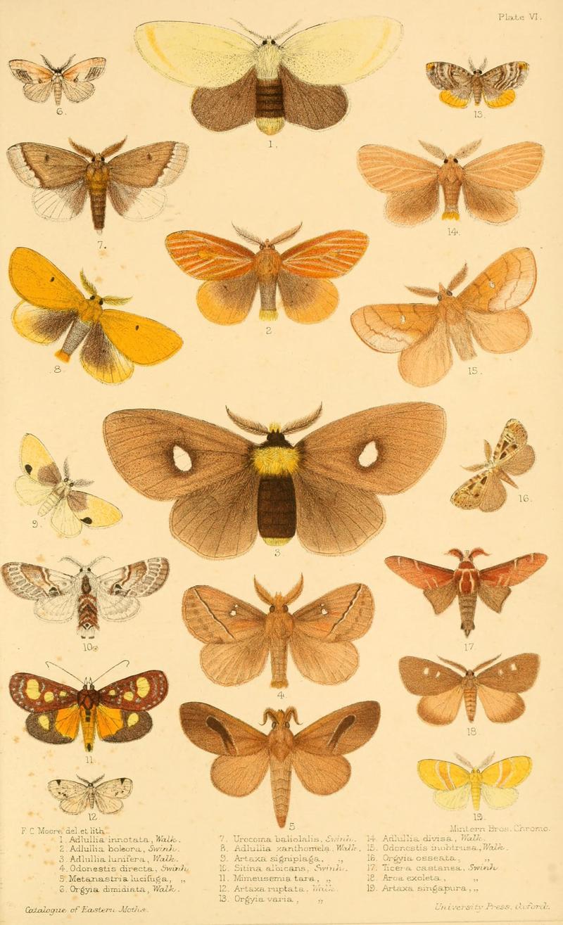 Catalogue of eastern and Australian Lepidoptera Heterocera in the collection of the Oxford University Museum BHL11077637
