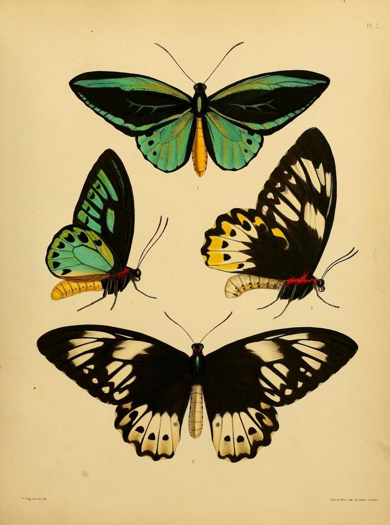 Catalogue of lepidopterous insects in the collection of the British Museum (8538554433)