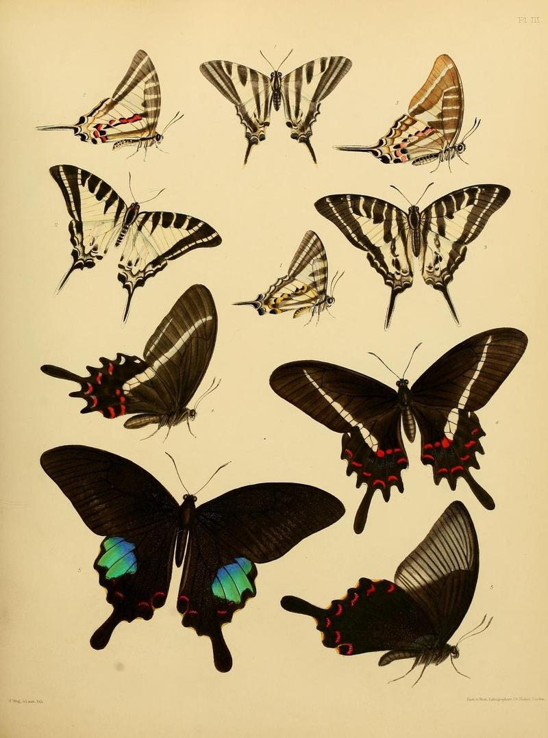 Catalogue of lepidopterous insects in the collection of the British Museum (8538555099)