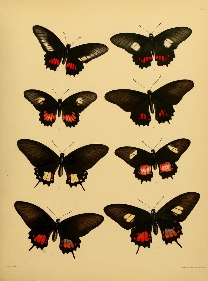 Catalogue of lepidopterous insects in the collection of the British Museum (8538556207)
