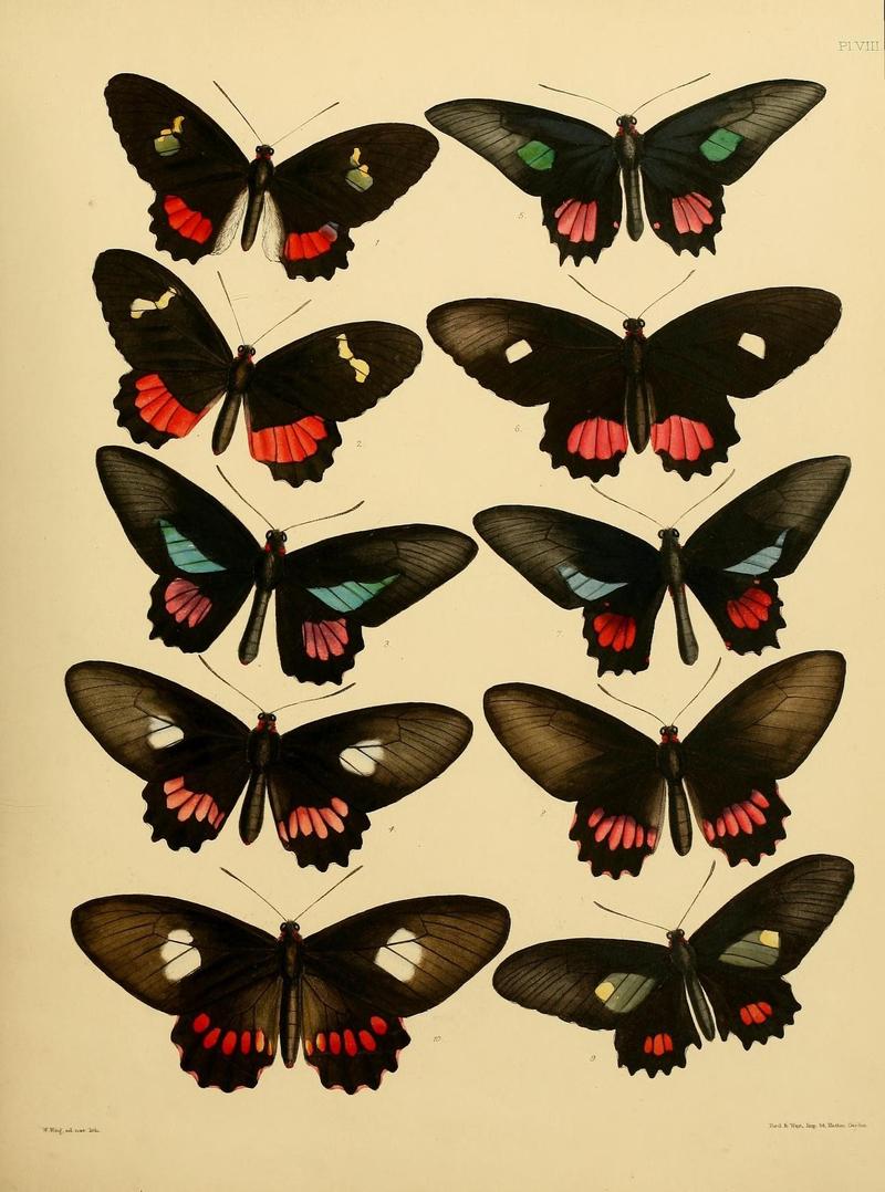 Catalogue of lepidopterous insects in the collection of the British Museum (8538556665)
