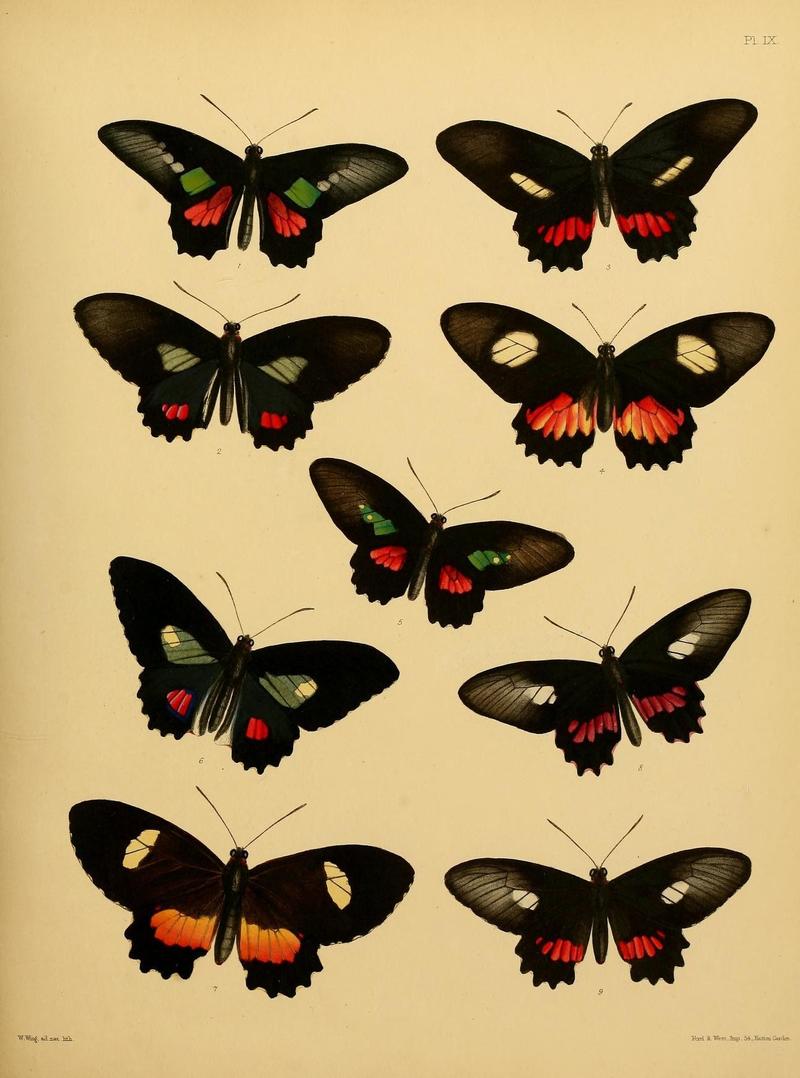 Catalogue of lepidopterous insects in the collection of the British Museum (8538557095)