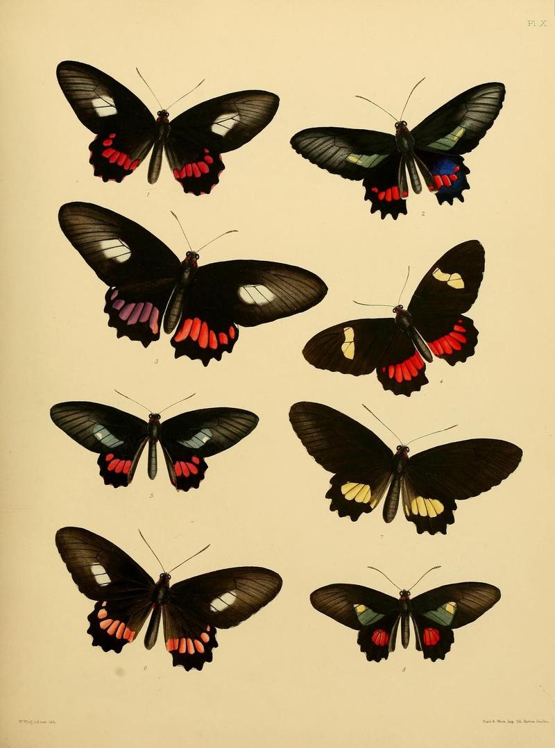Catalogue of lepidopterous insects in the collection of the British Museum (8538557441)
