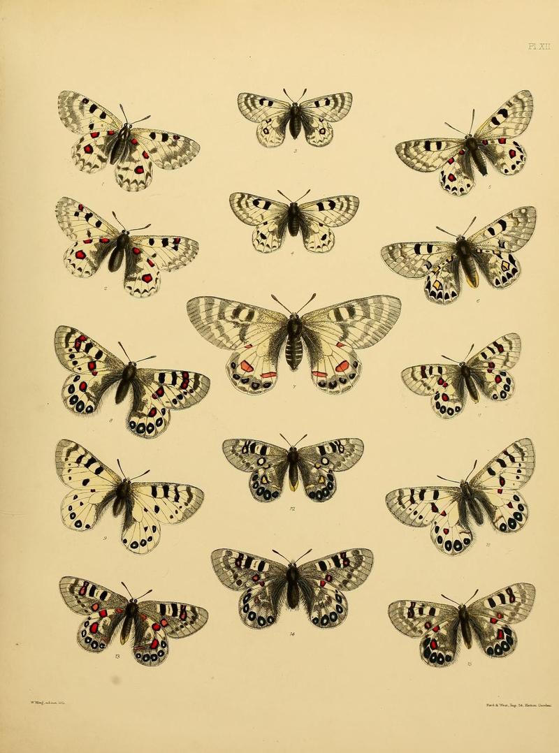 Catalogue of lepidopterous insects in the collection of the British Museum (8538558445)