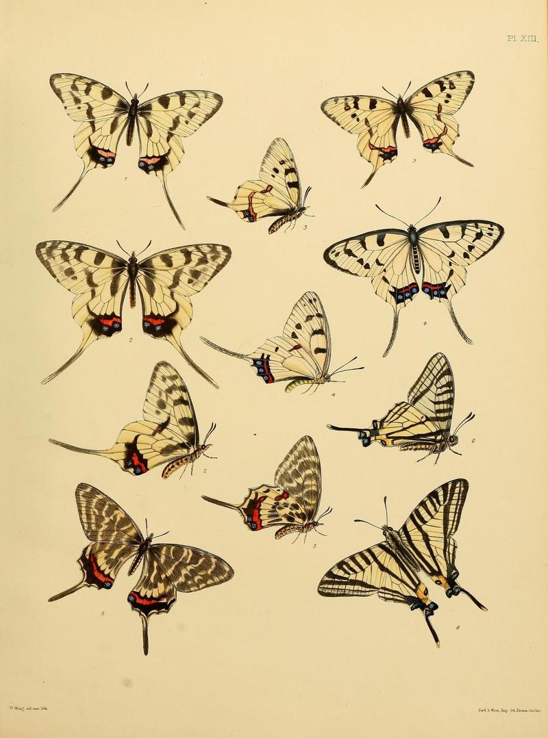 Catalogue of lepidopterous insects in the collection of the British Museum (8538558729)