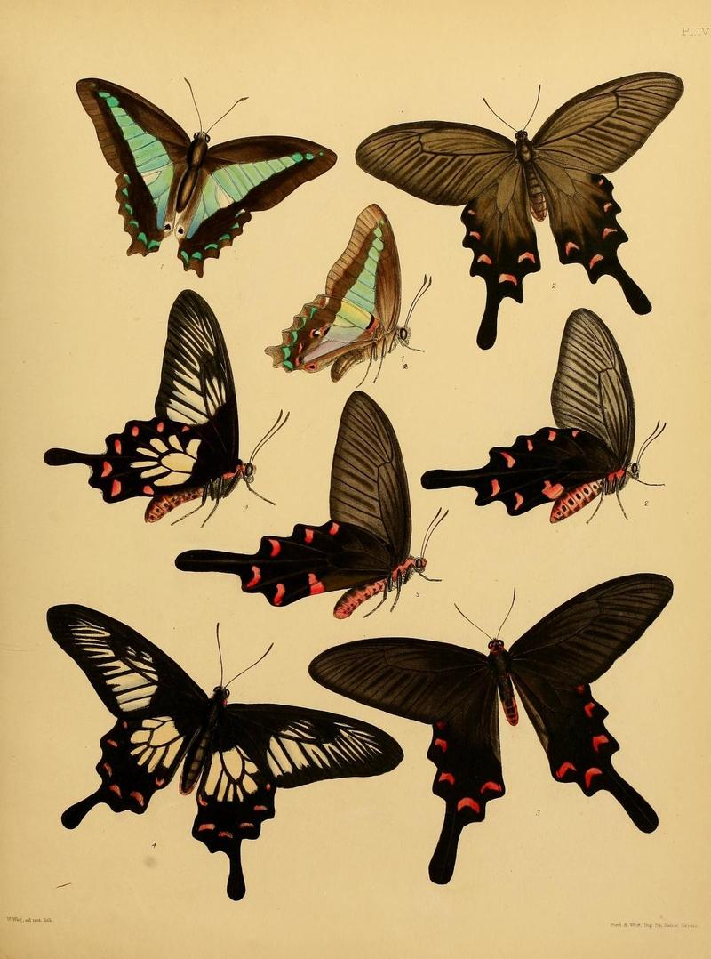 Catalogue of lepidopterous insects in the collection of the British Museum (8539663078)