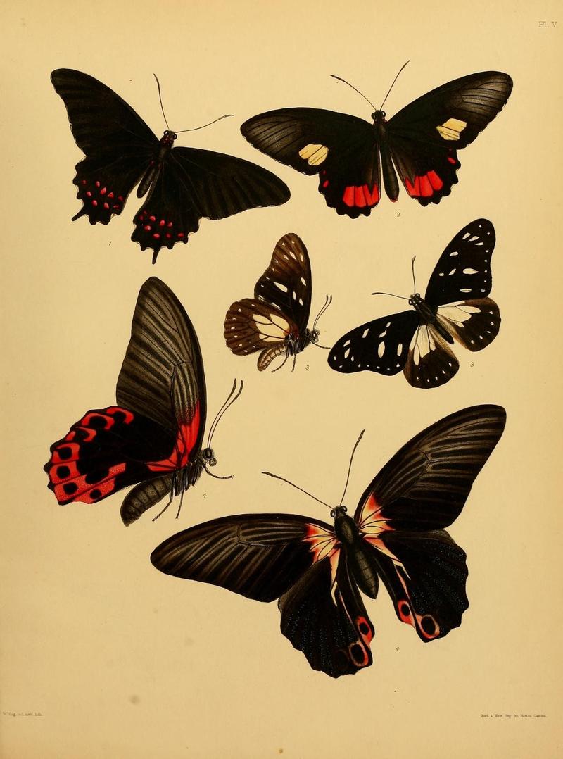 Catalogue of lepidopterous insects in the collection of the British Museum (8539663378)