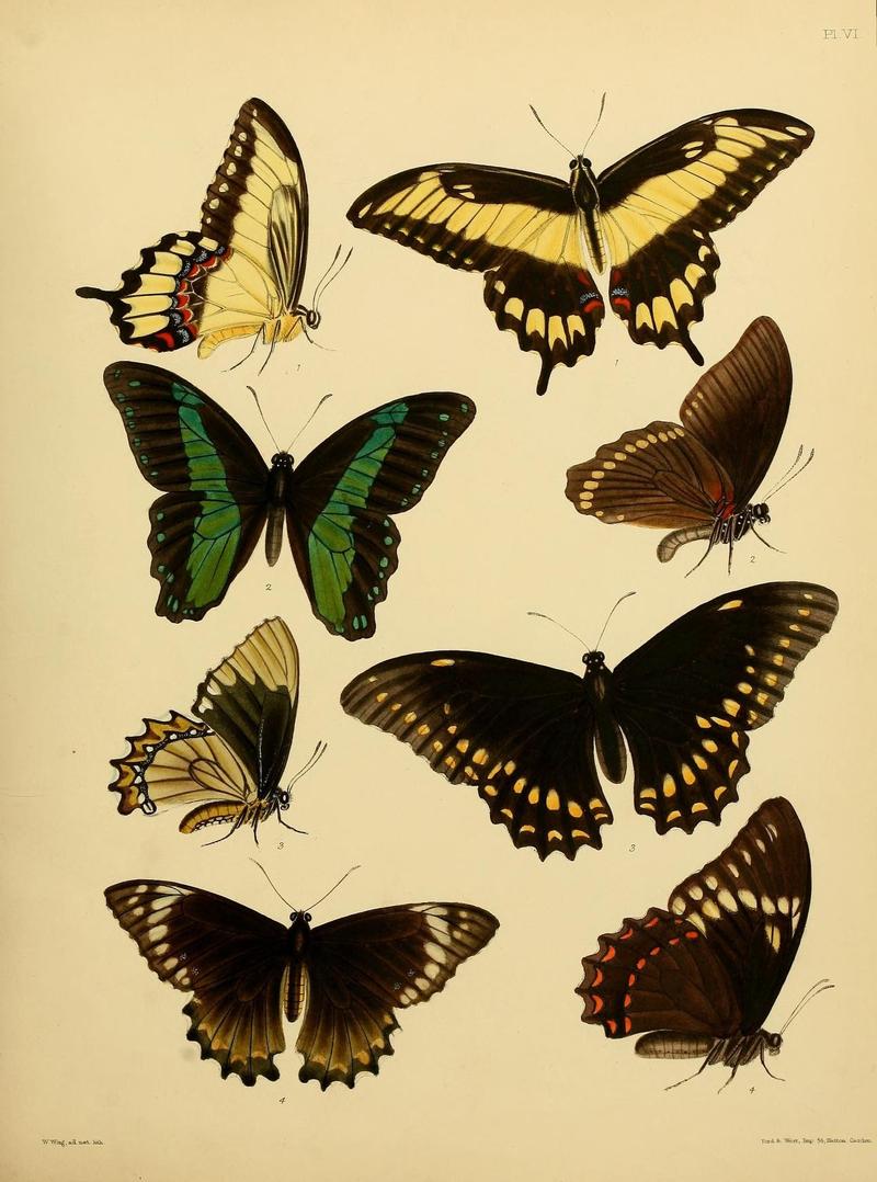 Catalogue of lepidopterous insects in the collection of the British Museum (8539663660)