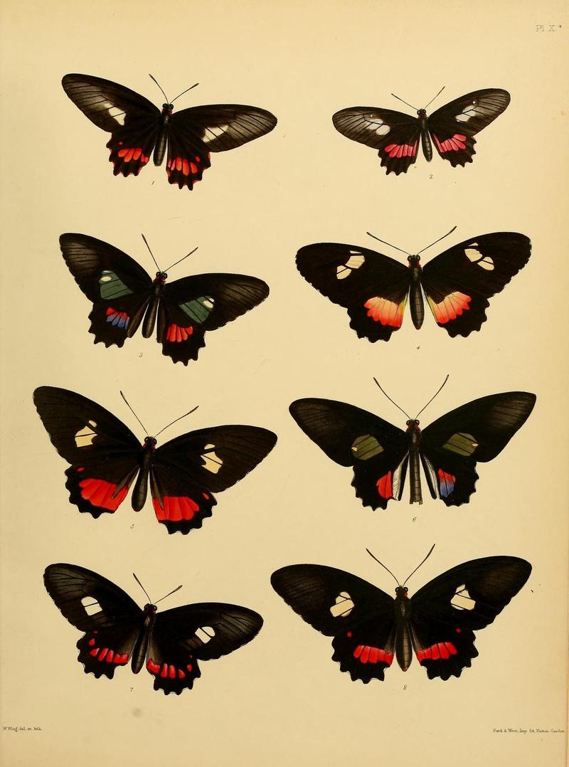 Catalogue of lepidopterous insects in the collection of the British Museum (8539665412)