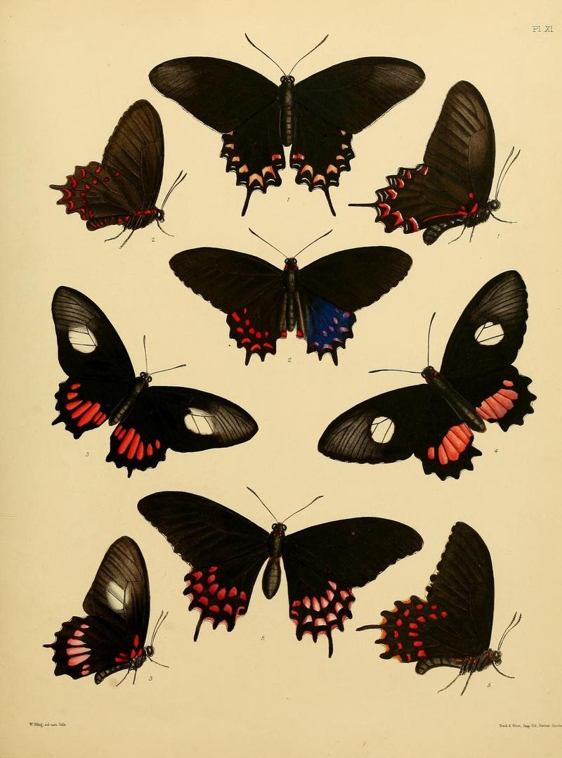 Catalogue of lepidopterous insects in the collection of the British Museum (8539665872)