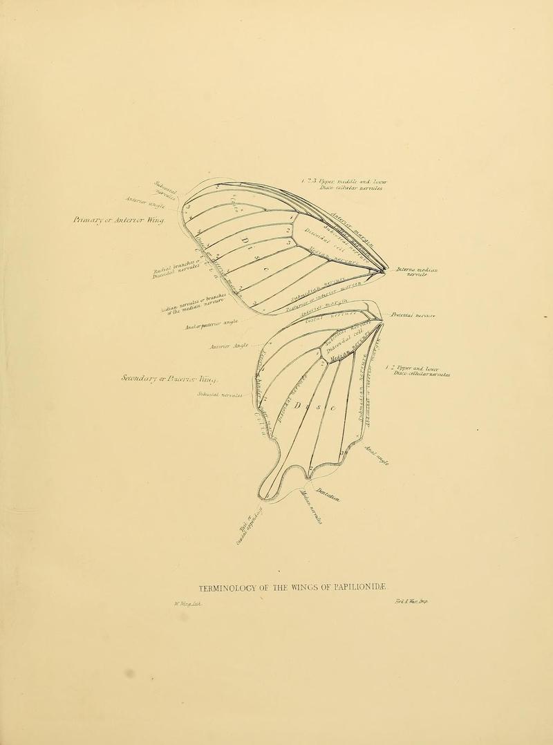 Catalogue of lepidopterous insects in the collection of the British Museum (8539666652)