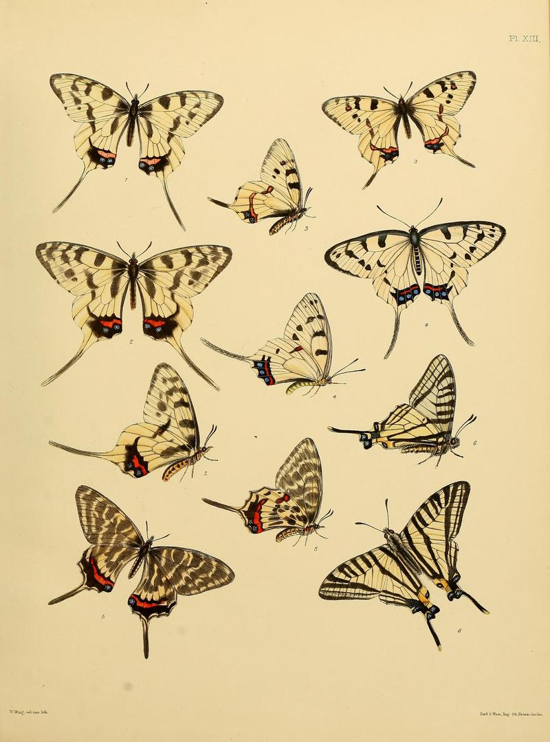 Catalogue of lepidopterous insects in the collection of the British Museum (Plate XIII) BHL32540123