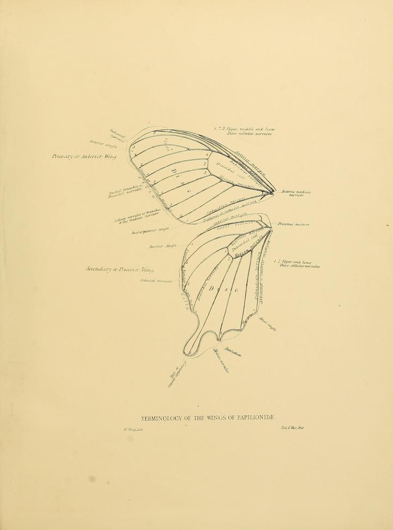 Catalogue of lepidopterous insects in the collection of the British Museum (Supplementary Plate) BHL32540125