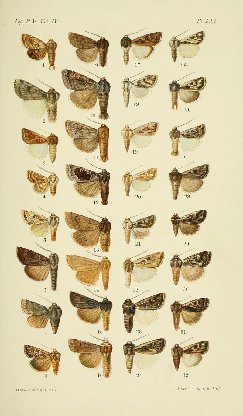 Catalogue of the Lepidoptera Phalænæ in the British museum. Plate LXI