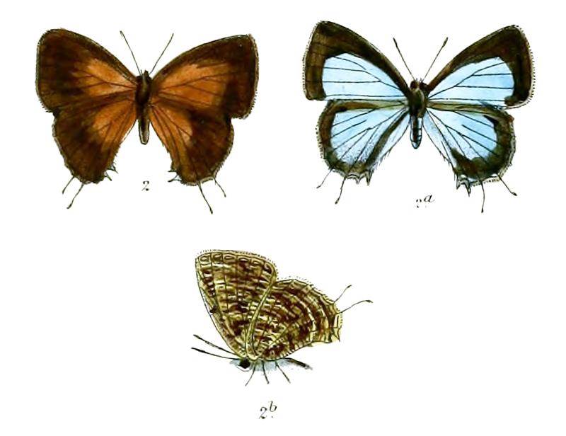 CatapoecilmaDelicatum 706 2 Fitch