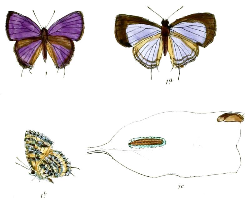 CatapoecilmaElegans 706 1 Fitch