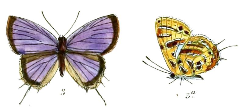 CatapoecilmaSubochrea 706 3 Fitch