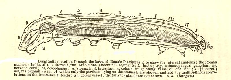 Caterpillar anatomy Danaus plexippus