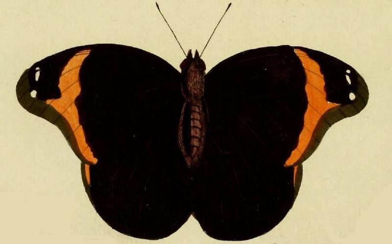 Catoblepia xanthus