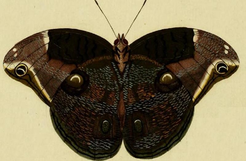 Catoblepia xanthus1