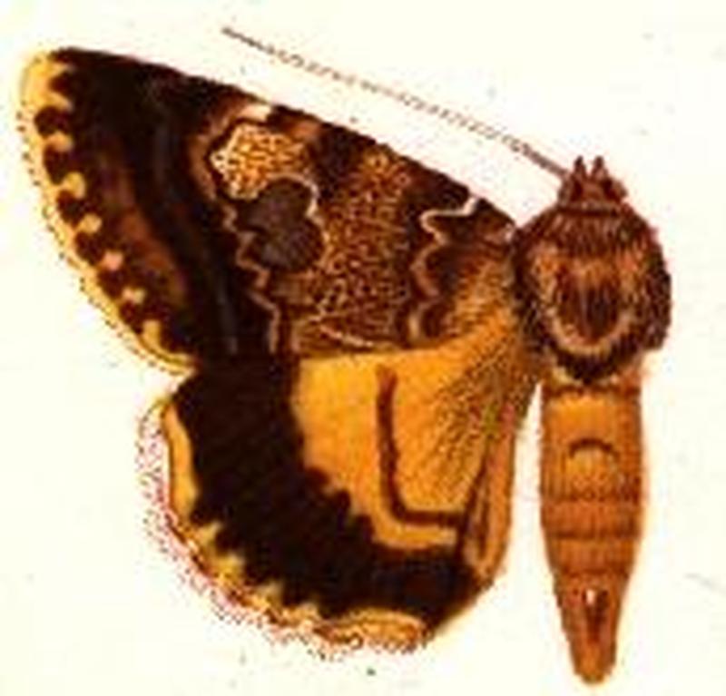 Catocala abacta