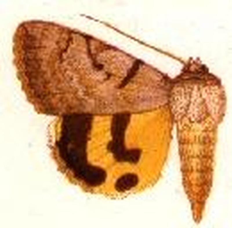 Catocala abbreviatella