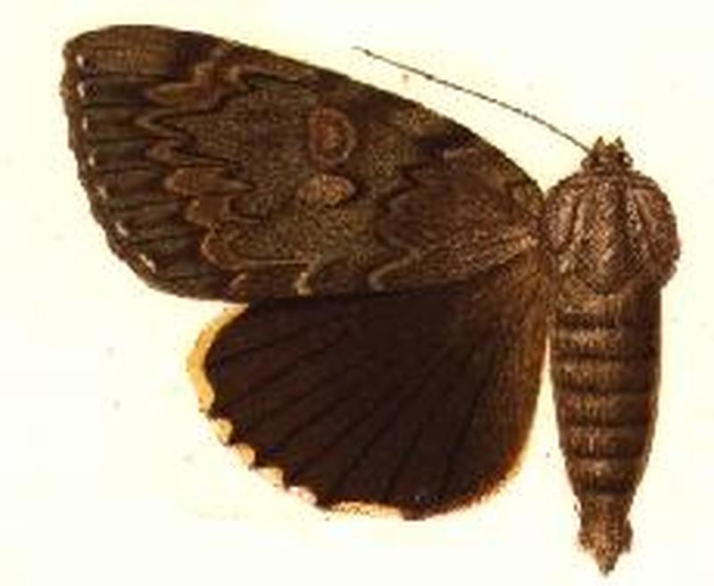 Catocala agrippina
