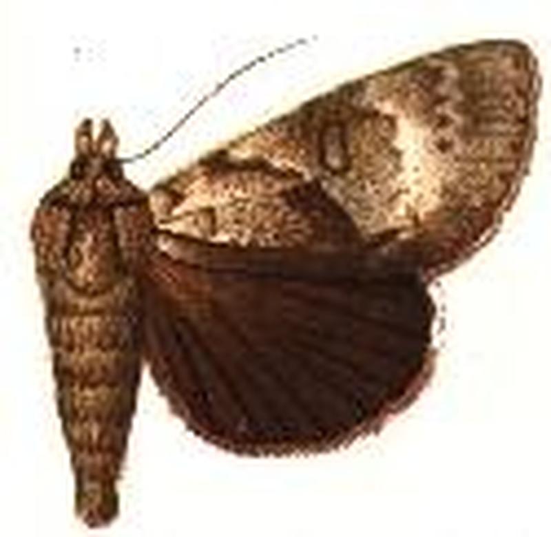 Catocala andromedae