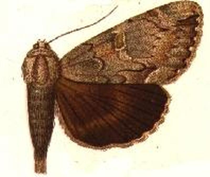 Catocala angusi