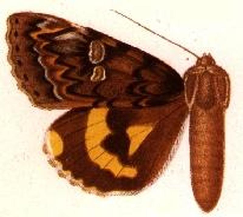 Catocala armandi