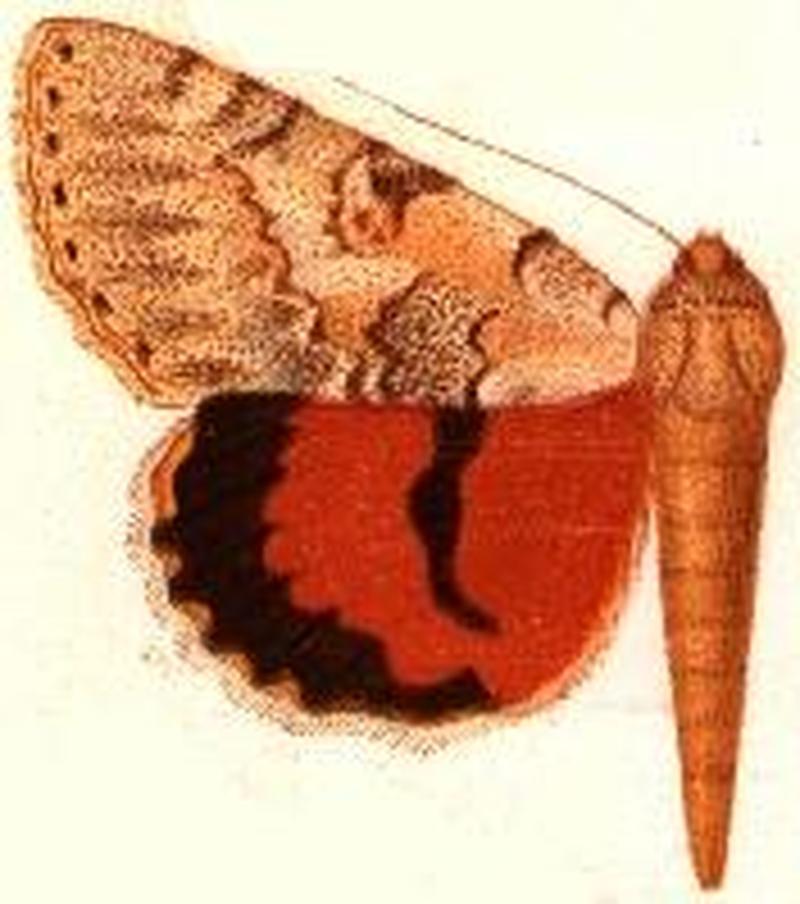 Catocala aspasia