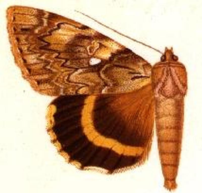 Catocala cerogama