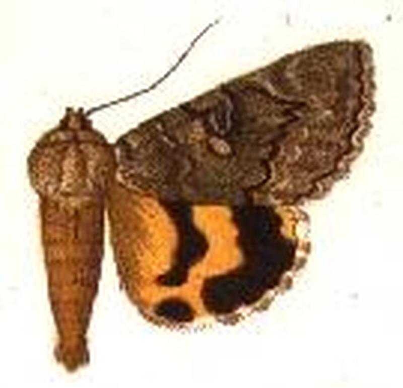 Catocala chelidonia