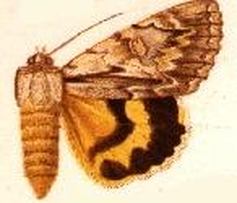 Catocala clintoni