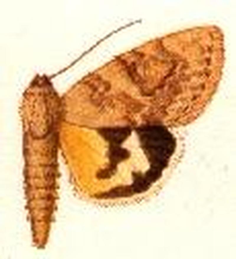 Catocala contemnenda