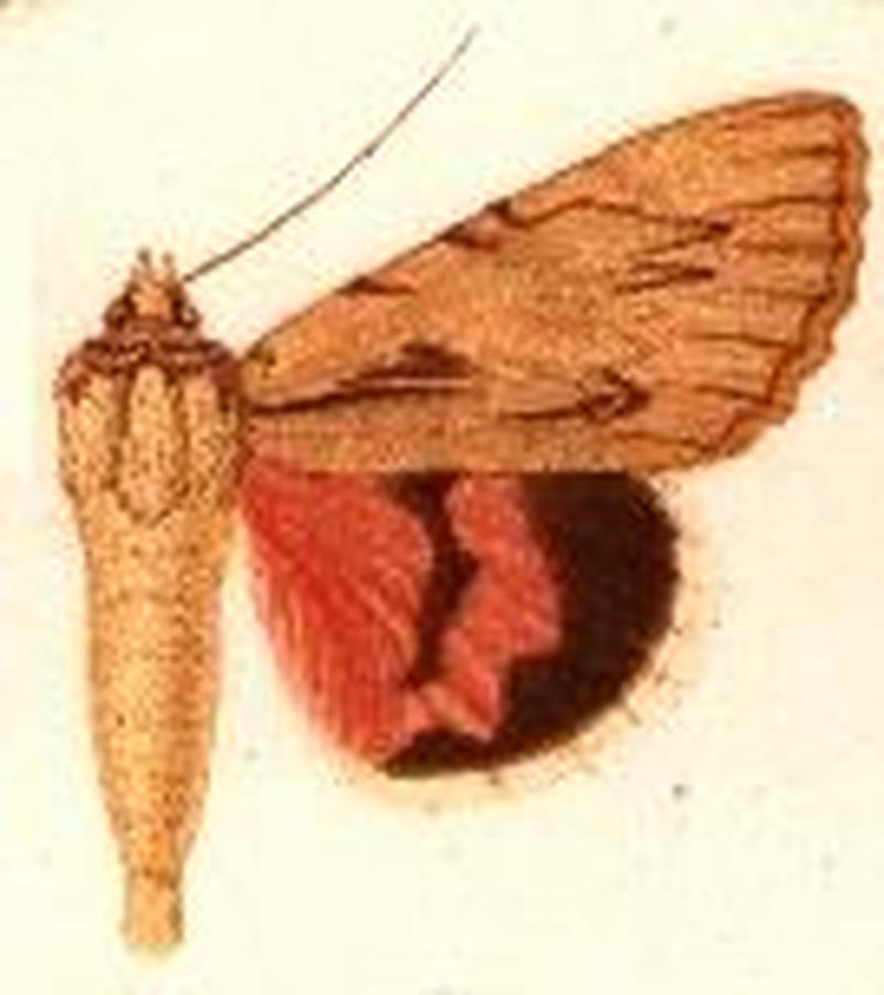 Catocala desiderata