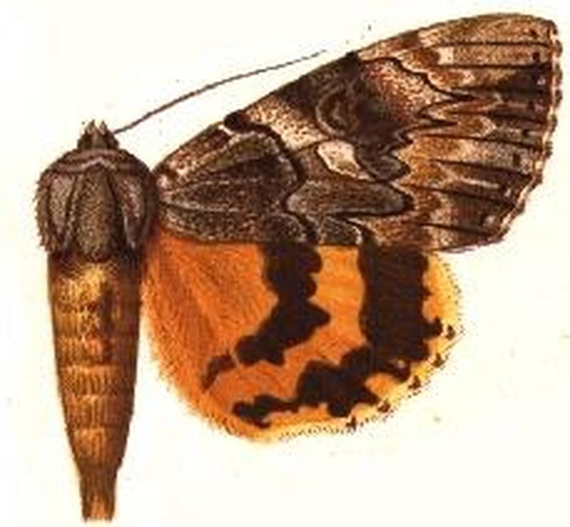 Catocala dionyza