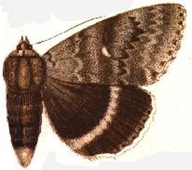 Catocala elda