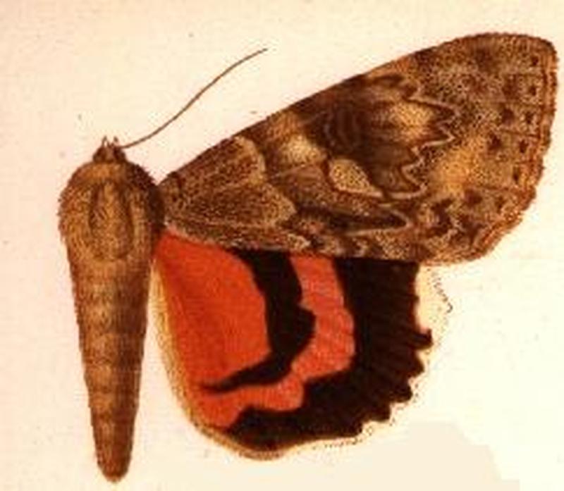 Catocala electilis