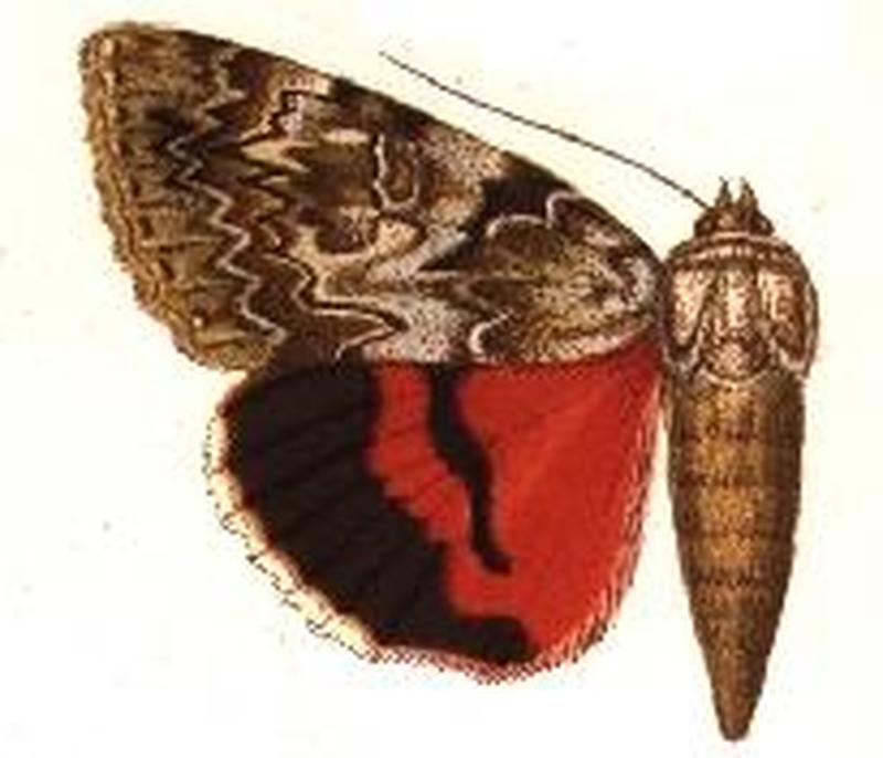 Catocala electra