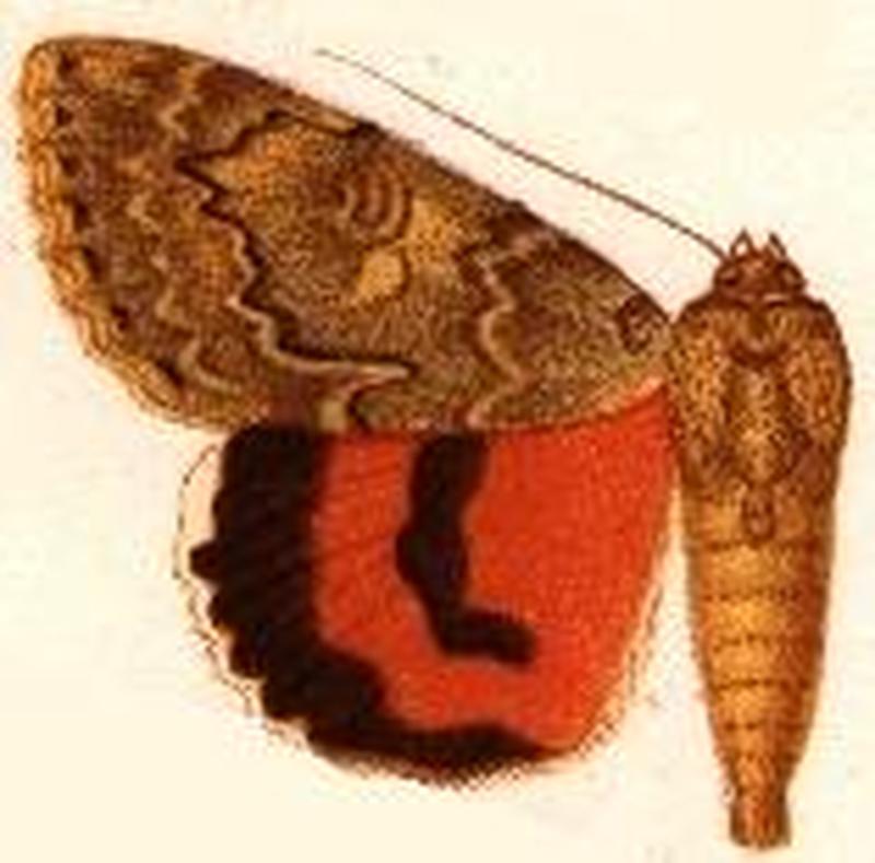 Catocala faustina