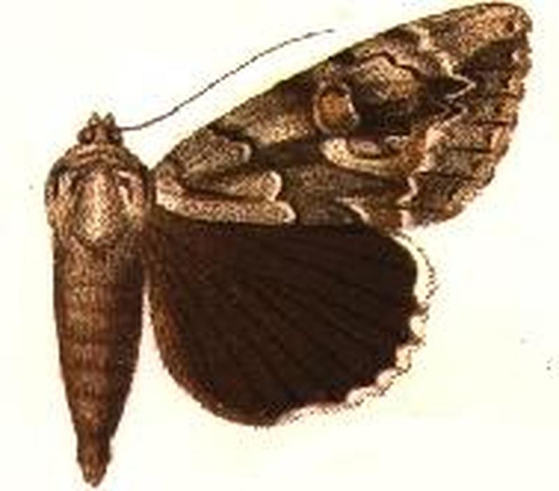 Catocala flebilis