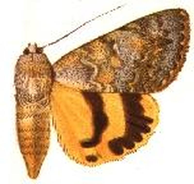 Catocala frederici