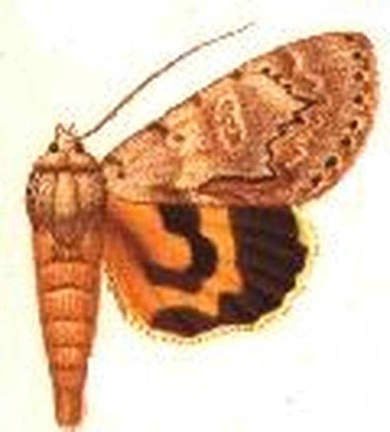 Catocala grynea