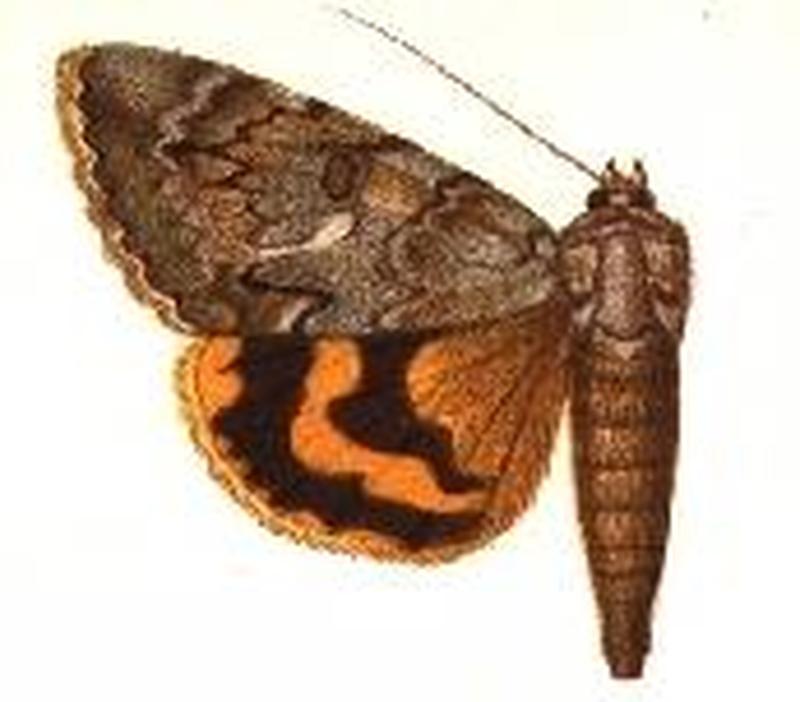 Catocala habilis