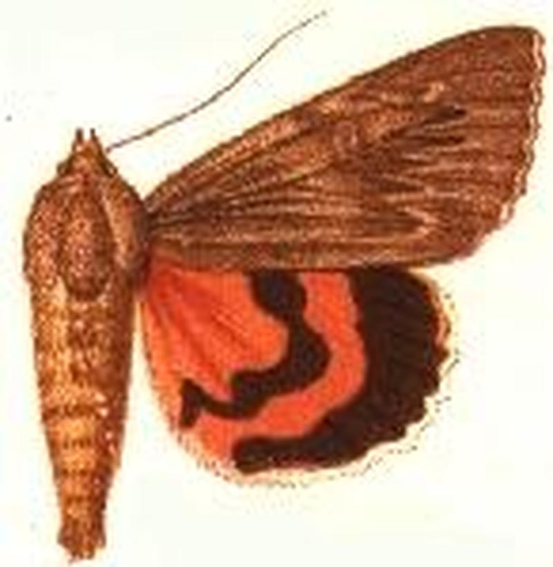 Catocala herodias