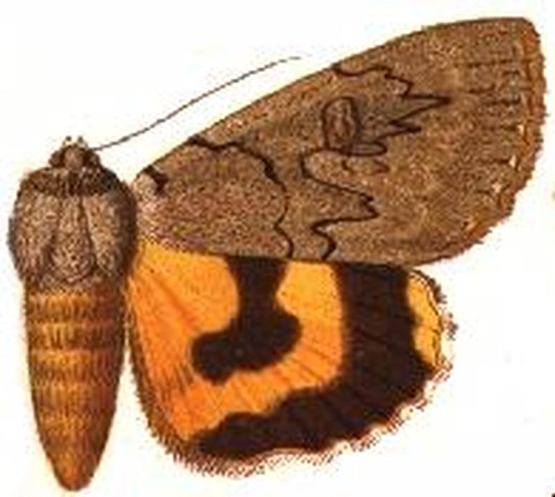 Catocala illecta