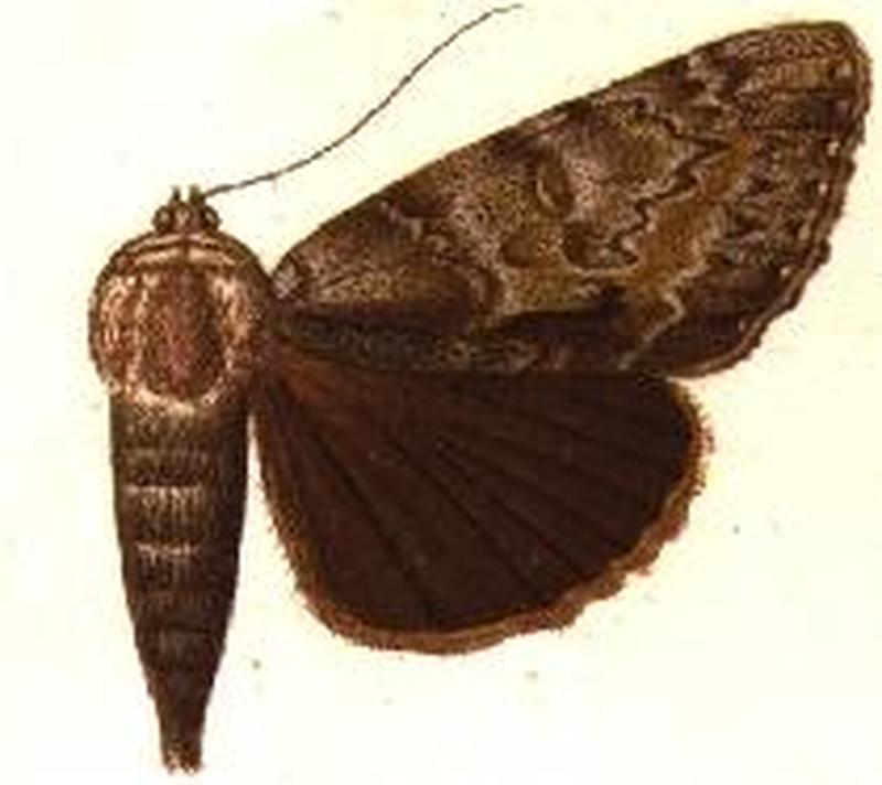 Catocala insolabilis