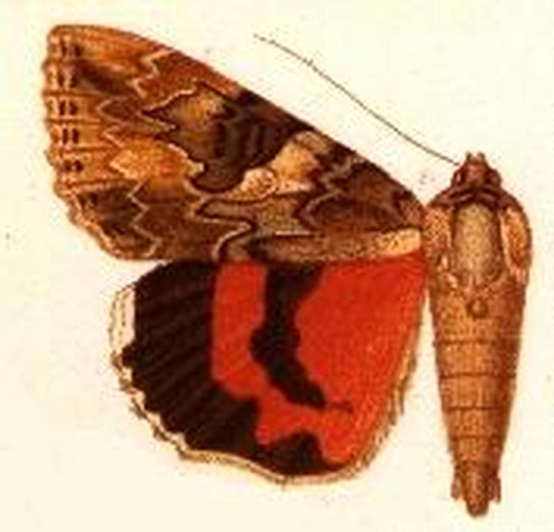 Catocala irene